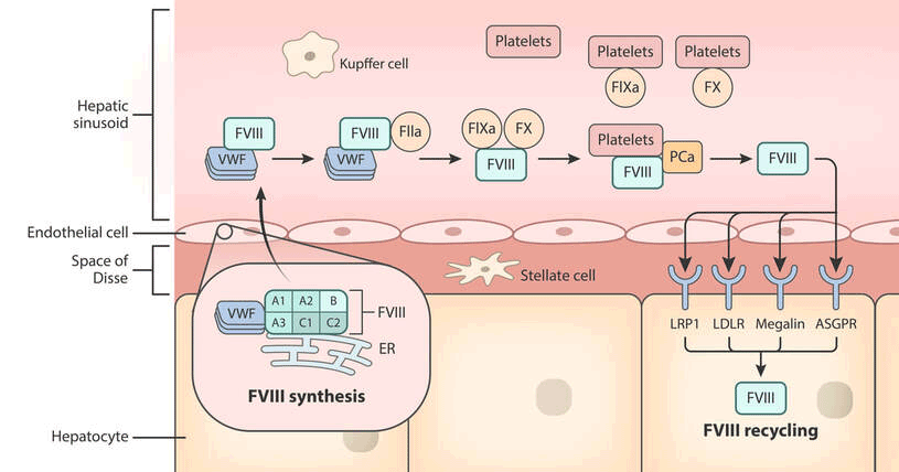 Endothelial Cell Illustration