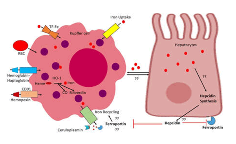 Hepatic Iron Illustration
