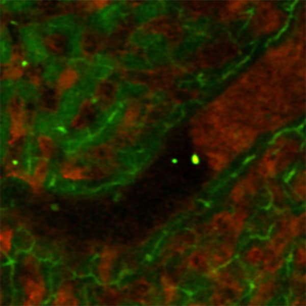 Pradhan-Sundd Lab Image